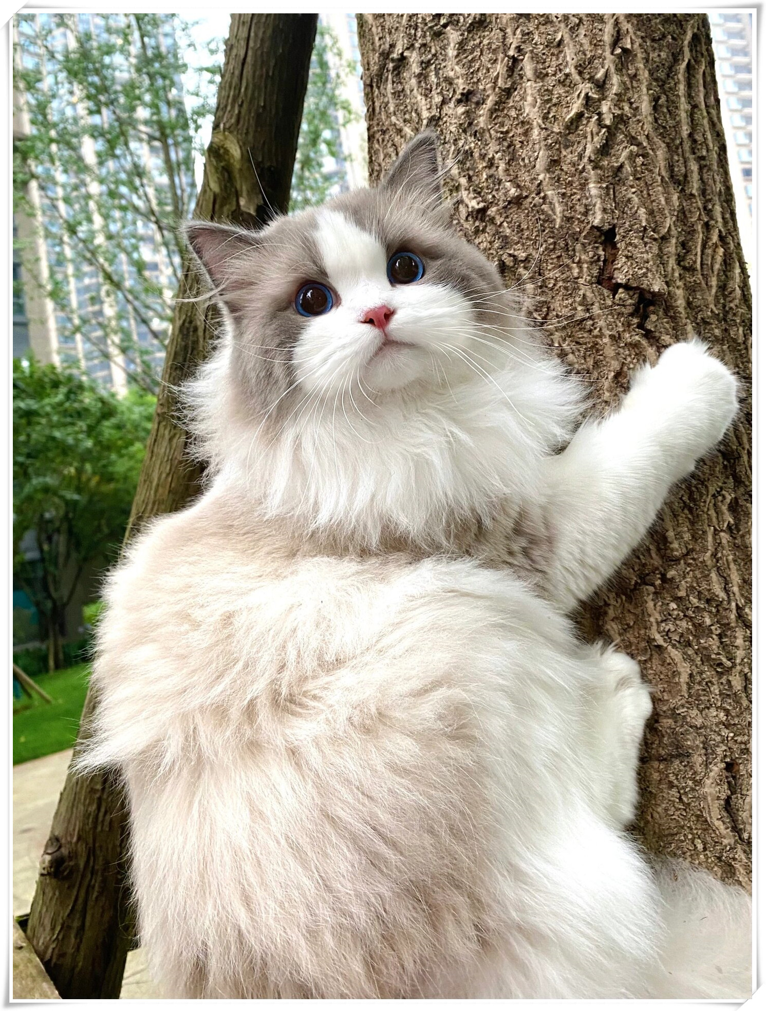 猫来了下载手机版猫抓插件手机版官方下载