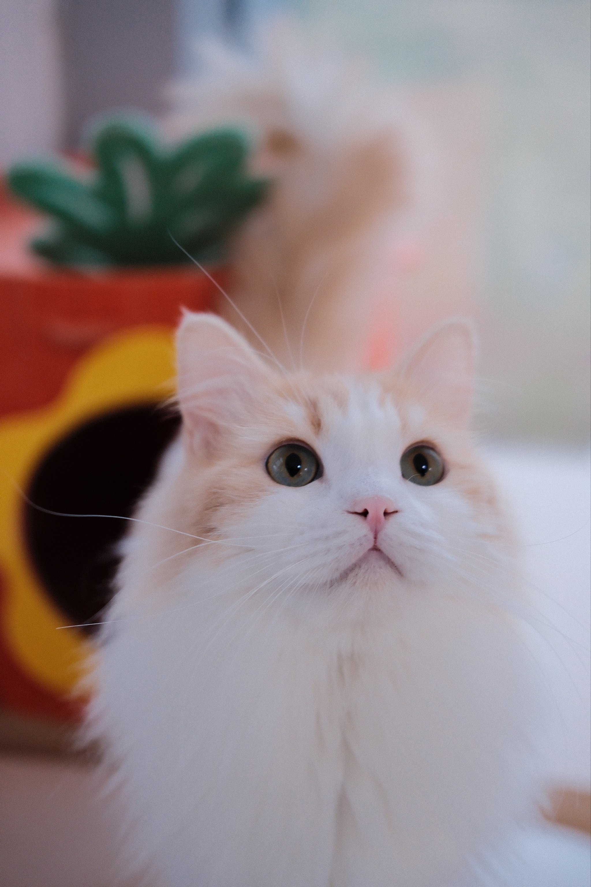 猫来了下载手机版猫抓插件手机版官方下载-第2张图片-太平洋在线下载