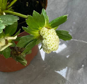 香菜网客户端美菜物流客户端-第2张图片-太平洋在线下载