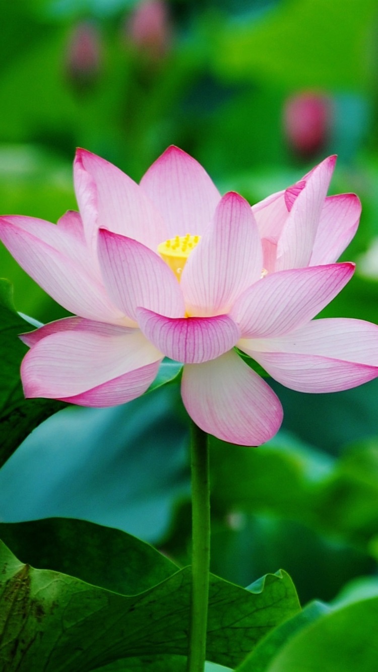 lotusnotes苹果手机版lotusnotes加密无法打开复制文件怎么回事-第2张图片-太平洋在线下载