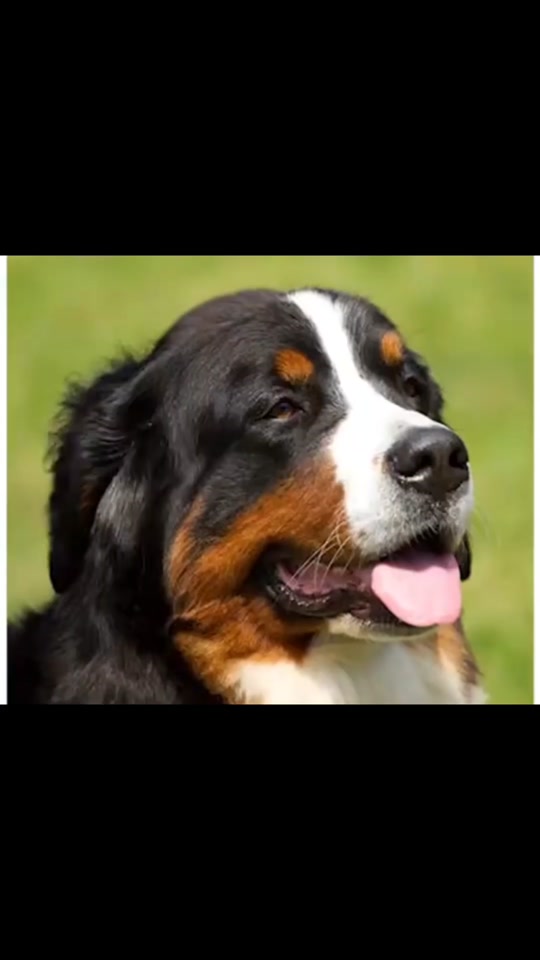 晴天小狗1手机版(晴天小狗手机版宠物养成v1256)-第3张图片-QuickQ官网 晴天小狗1手机版(晴天小狗手机版宠物养成v1256)-第3张图片-QuickQ官网