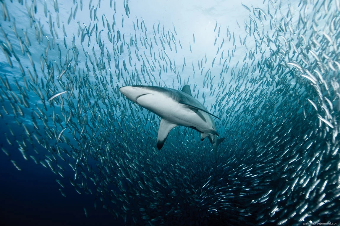 沙丁鱼星球手机版(沙丁鱼星球下载)