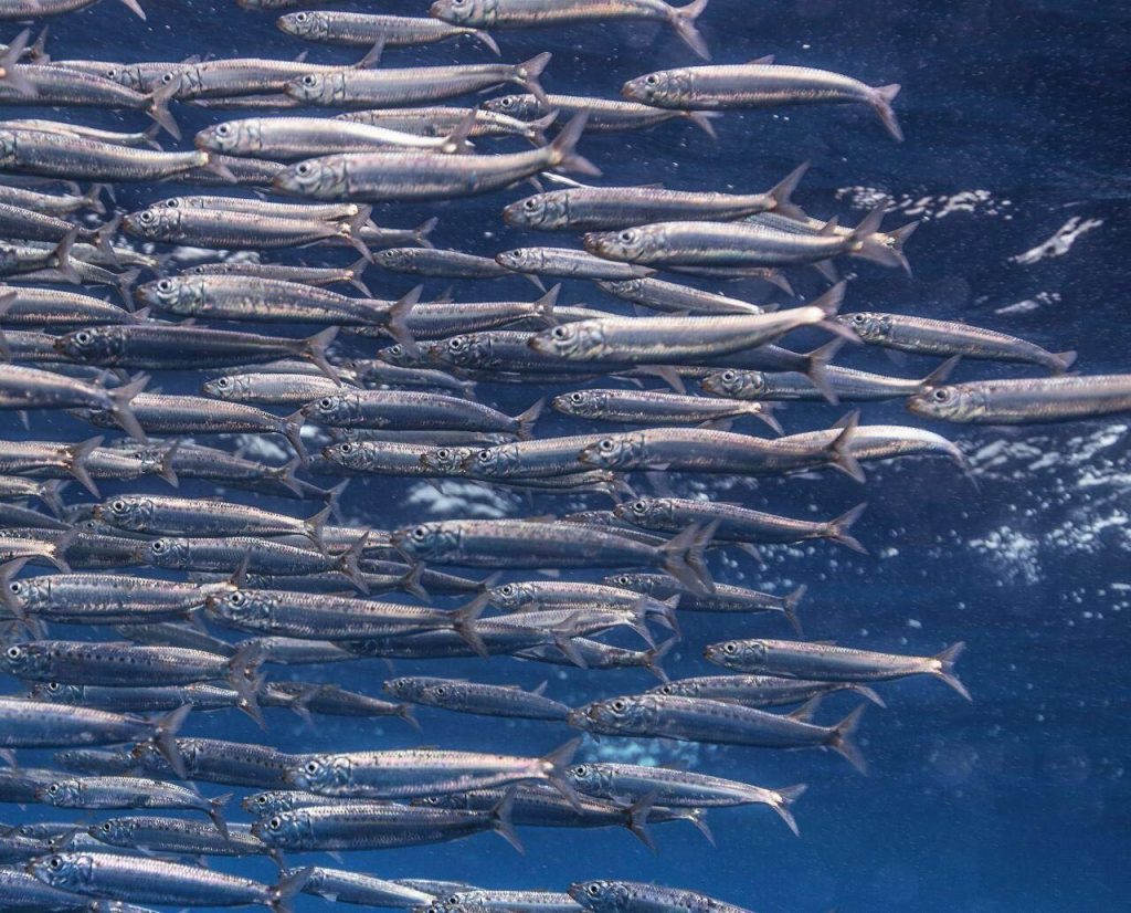 沙丁鱼星球手机版(沙丁鱼星球下载)-第4张图片-QuickQ官网 沙丁鱼星球手机版(沙丁鱼星球下载)-第4张图片-QuickQ官网