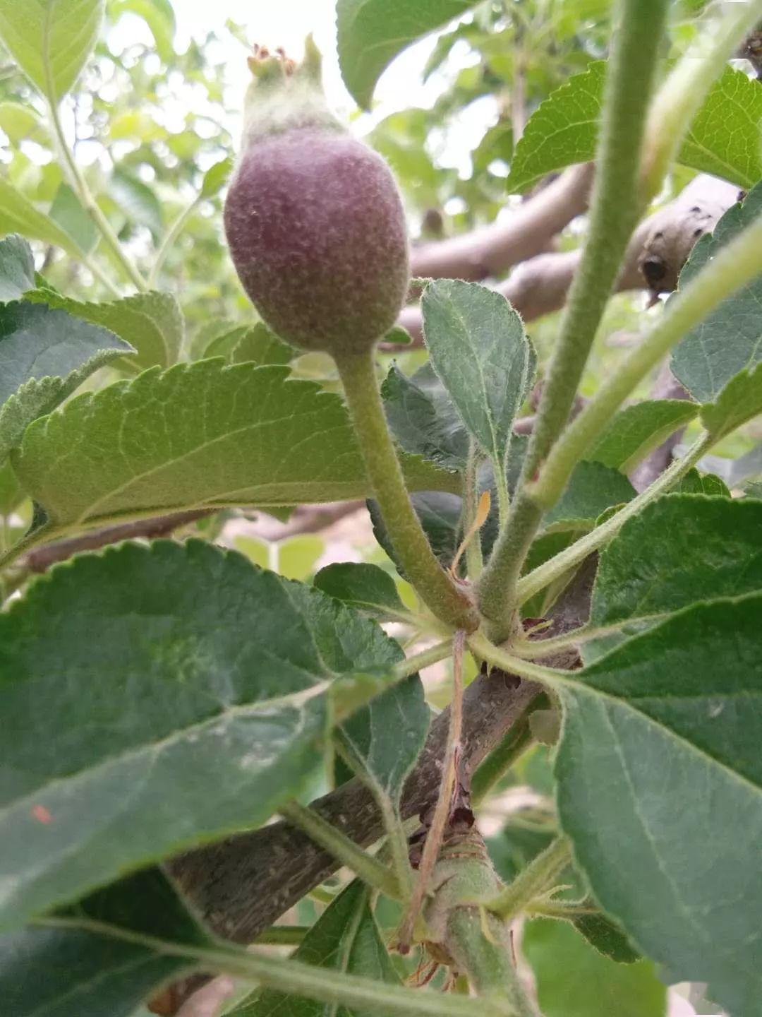 苹果钙版(苹果钙和碳酸钙)-第1张图片-QuickQ官网