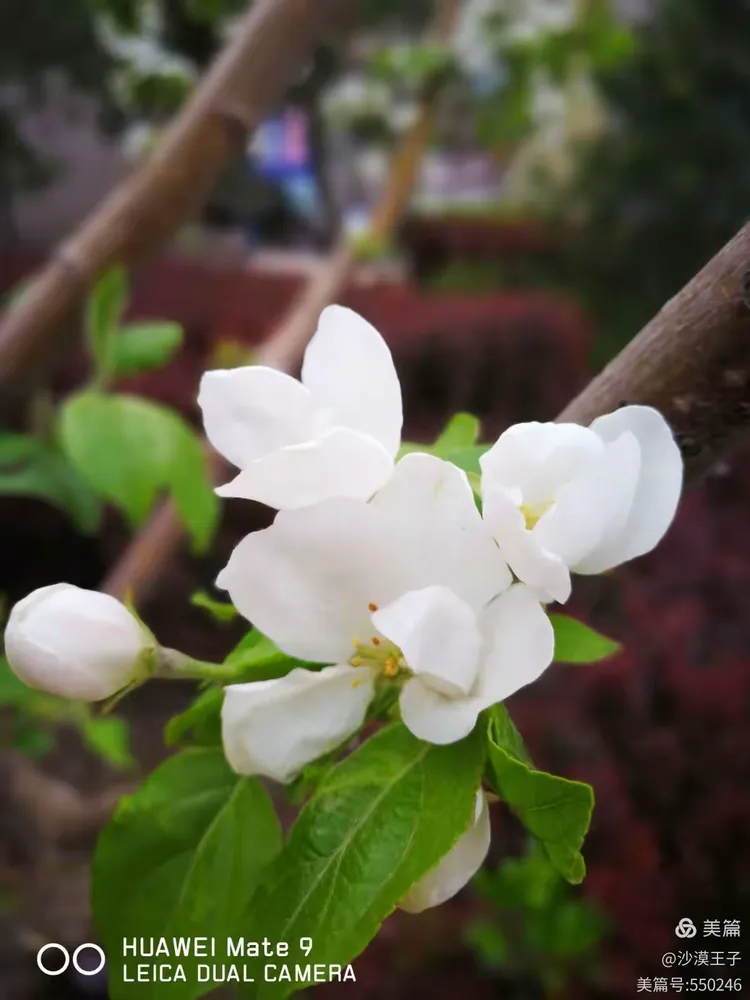 桃花苹果版破解版(桃花app苹果手机能装吗)-第4张图片-QuickQ官网 桃花苹果版破解版(桃花app苹果手机能装吗)-第4张图片-QuickQ官网