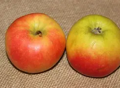 红苹果破解版版(红苹果盒子ios下载)-第5张图片-QuickQ官网